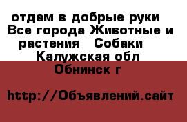 отдам в добрые руки - Все города Животные и растения » Собаки   . Калужская обл.,Обнинск г.